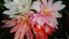 音乐短片 - EPIPHYLLUM昙花