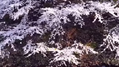 音乐短片 - 樱花