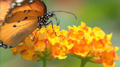 音乐短片 - 蝶飞花舞