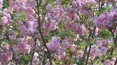 音乐短片,张敬轩 - 樱花树下