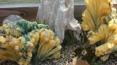 音乐短片 - Densum Succulent plant