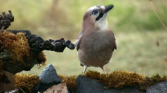音乐短片 - 鸟鸣山幽