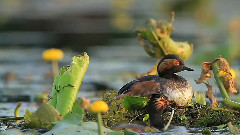 音乐短片 - 晚风后的清新