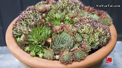 音乐短片 - Čuvarkuća