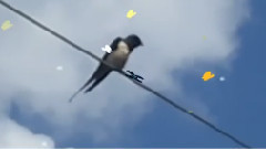 音乐短片 - Лястовица