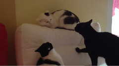 音乐短片 - The Fuss