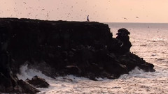 音乐短片 - 加拉帕戈斯群岛2