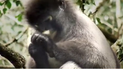 音乐短片 - Orangutans Assistant