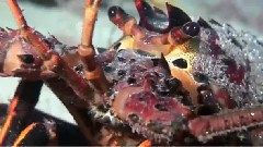 音乐短片 - Pacific Dreams