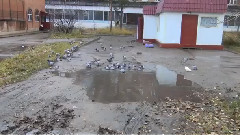 音乐短片 - Наблюдение за голубями