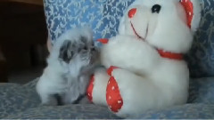 音乐短片 - Котик