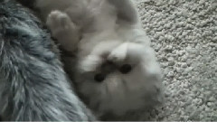 音乐短片 - Милахи