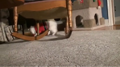 音乐短片 - Санта кот