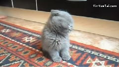 音乐短片 - Котёнокустал