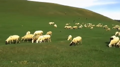 音乐短片 - 寂静的风