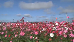 音乐短片 - 昨日