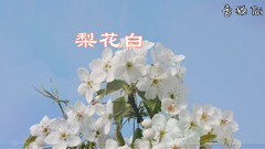 音乐短片 - 梨花白
