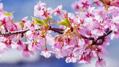 音乐短片 - 骑士王の夸り