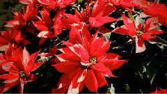 音乐短片 - Kevin Kern