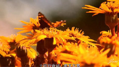 音乐短片 - 维瓦尔第 四季.夏