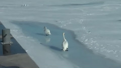 音乐短片 - Johnny Guitar