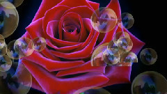 音乐短片 - Happy Birthday Dear Angel Lory