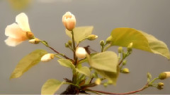 音乐短片 - 春之魅__桐花