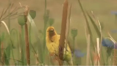 New - Boucles D'Or (Amazing Violin Music)