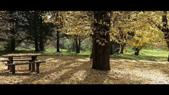 音乐短片 - 秋色