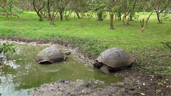 音乐短片 - 厄瓜多尔的加拉帕戈斯群岛