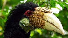 音乐短片 - 野生动物