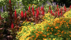 音乐短片 - 漫步花间