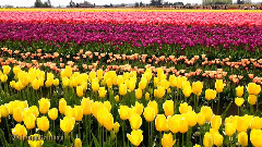 音乐短片 - Skagit Valley Tulip Festival