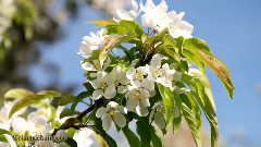 音乐短片 - Spring At University Of Washington