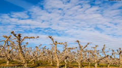 音乐短片 - Othello Sandhill Crane Festival
