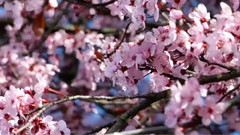 音乐短片 - Spring At Skagit Valley