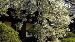 音乐短片 - サクラ(桜)