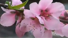 音乐短片 - 三月桃花