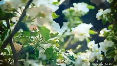 音乐短片 - Spring (Весна)