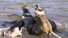 音乐短片 - Cigueña Cocodrilos Por Comida