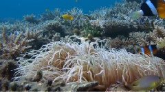 音乐短片 - 冲绳美丽海