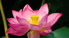 音乐短片 - 六月荷花