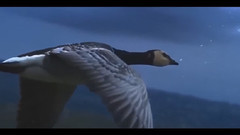 音乐短片 - 自由翱翔