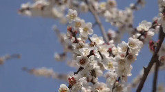 音乐短片 - The Lass Of Glenshee