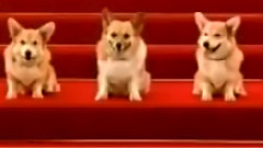 音乐短片 - Corgi Dogs Sing Happy Birthday