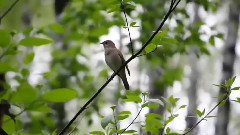 音乐短片 - Цветница