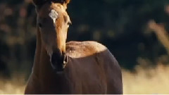 影视原声 - 电影<战马>香港版预告片