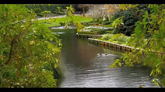 音乐短片 - 挚爱 基督城梦娜维尔花园