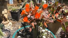 音乐短片 - 仙人掌移植CACTI GRAFTS.... No.1