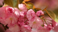 音乐短片 - 春天的花朵在华盛顿大学